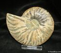 Inch Wide Cleoniceras Ammonite (Half) #883-1